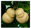 Rare Baby Ginseng Fruit pear seeds Bonsai Ornamental
