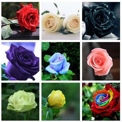 Rose Seeds, Garden Supply, Perfume Bonsai,GHD, Home & Garden