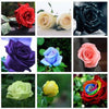 Rose Seeds, Garden Supply, Perfume Bonsai,GHD, Home & Garden