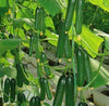 1BAG=200pcs Cucumber Seeds Chinese Mini NO-GMO Vegetable