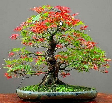 30pcs/pack Maple Feathers Seeds Bonsai Seeds