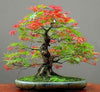 30pcs/pack Maple Feathers Seeds Bonsai Seeds
