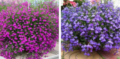 100pcs / Lobelia Seeds, Family Garden Indoor Bonsai Flower