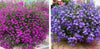 100pcs / Lobelia Seeds, Family Garden Indoor Bonsai Flower