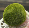 Artificial Moss Stones Grass Bryophytes Plant
