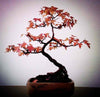 30pcs/pack Maple Feathers Seeds Bonsai Seeds