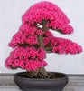 Cherry Blossom Seeds Bonsai Plants