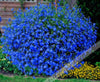 100pcs / Lobelia Seeds, Family Garden Indoor Bonsai Flower