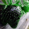 50 PCS Fruit Seeds Black Strawberry Seeds Bonsai Plants Seeds