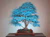 Rare Sky Blue Japanese Maple Seeds