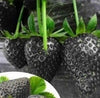 50 PCS Fruit Seeds Black Strawberry Seeds Bonsai Plants Seeds