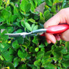 Elbow Blade Garden Fruit Picking Shears