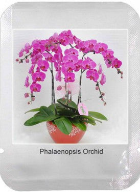 Phalaenopsis Orchids 50pcs Seeds Beautiful Garden