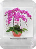 Phalaenopsis Orchids 50pcs Seeds Beautiful Garden