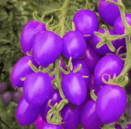 Purple Cherry Tomatoes Seed Balcony Fruits