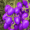 Purple Cherry Tomatoes Seed Balcony Fruits
